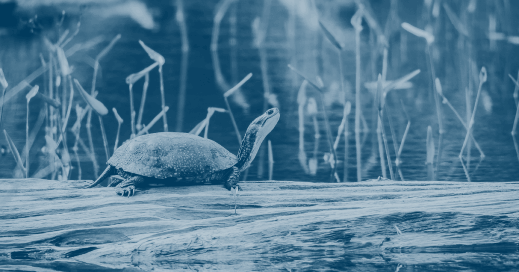 Webinar | The Changing Landscape of Species at Risk in Ontario